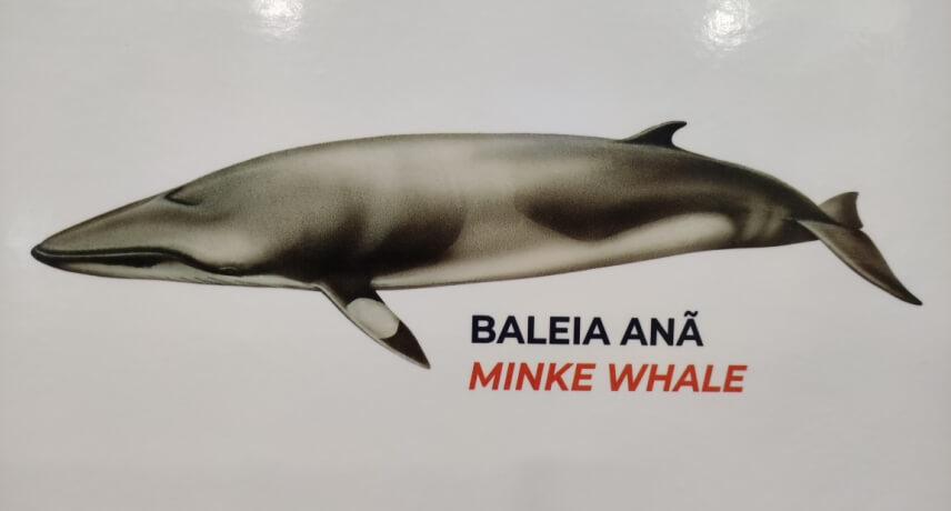 Minke Whale - Types of Whales in Madeira Island